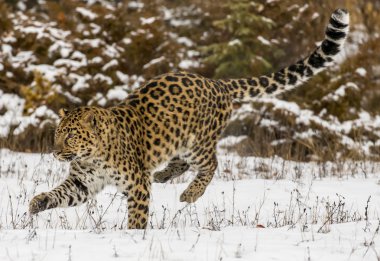 Amur leoparı karlı bir ortamda
