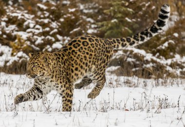 Amur Leopard In A Snowy Environment clipart