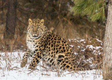Amur leoparı karlı bir ortamda