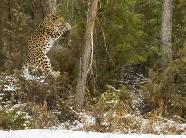 Amur leoparı karlı bir ortamda