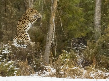 Amur Leopard In A Snowy Environment clipart