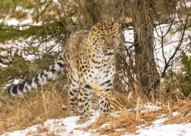 Amur leoparı karlı bir ortamda