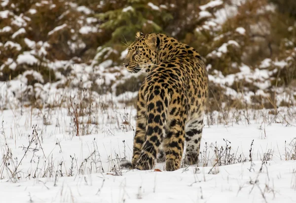 Leopard Amur σε ένα χιονισμένο περιβάλλον — Φωτογραφία Αρχείου