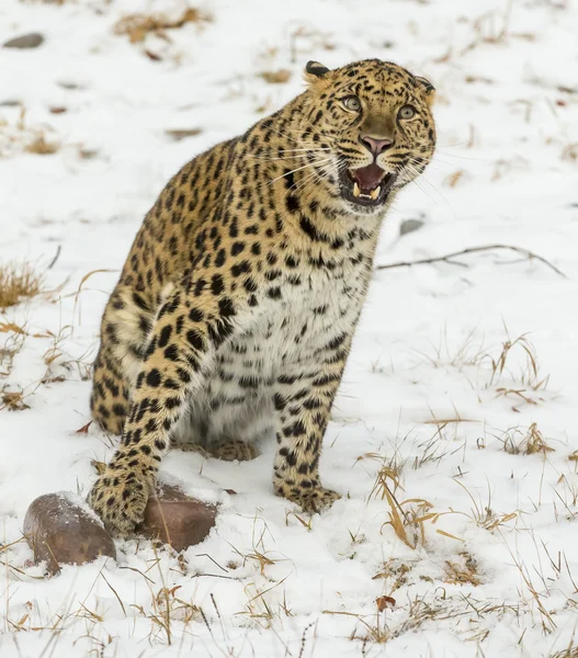 Amur Leopard i et snedækket miljø - Stock-foto