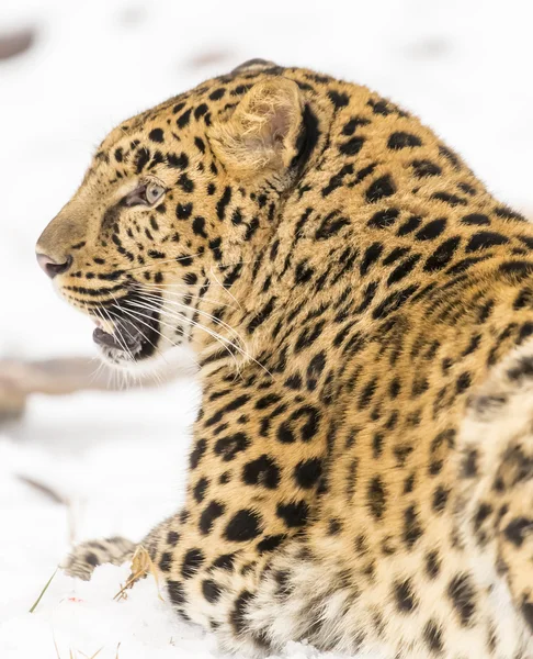 Amur leopardo en un ambiente nevado — Foto de Stock