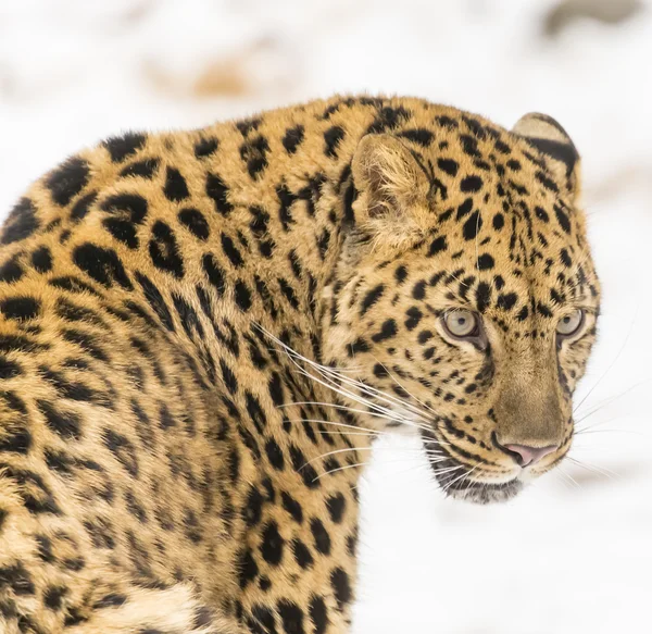 Leopard Amur σε ένα χιονισμένο περιβάλλον — Φωτογραφία Αρχείου