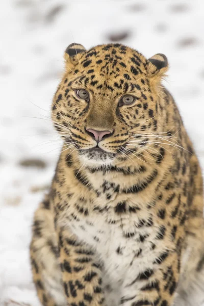 Amur leopard in schneebedeckter umgebung — Stockfoto