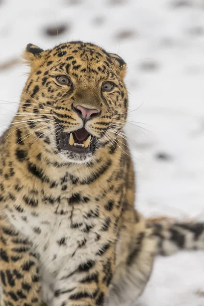 Amour léopard dans un environnement enneigé — Photo