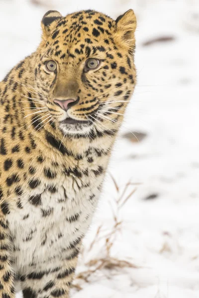 Amour léopard dans un environnement enneigé — Photo