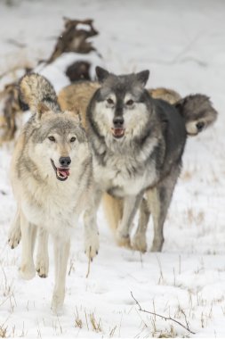 Tundra kurtlar karlı bir ortamda