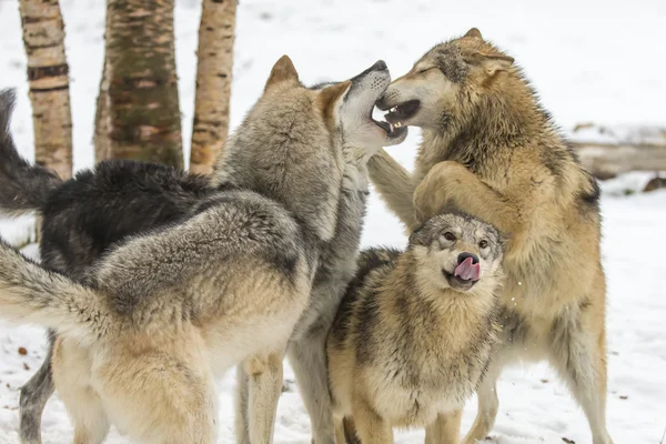 雪に覆われた環境でツンドラ狼 — ストック写真