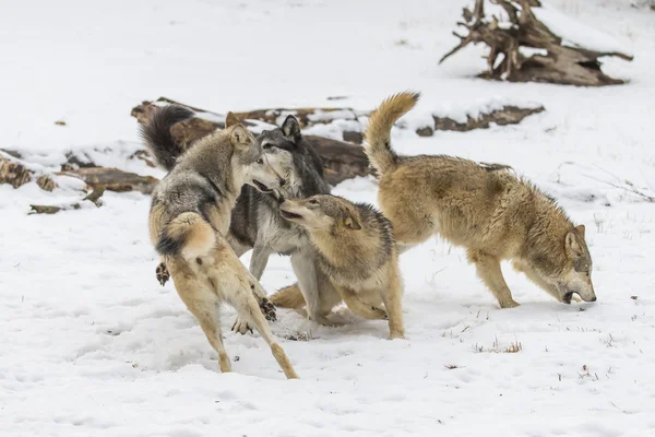 Lobos da Tundra em um ambiente nevado — Fotografia de Stock