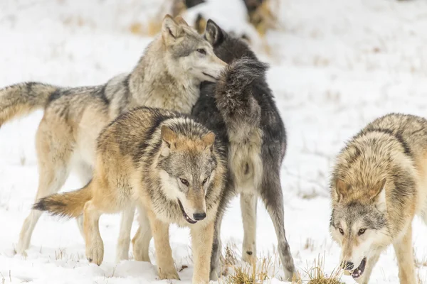 Tundra vlci v zasněženém prostředí — Stock fotografie
