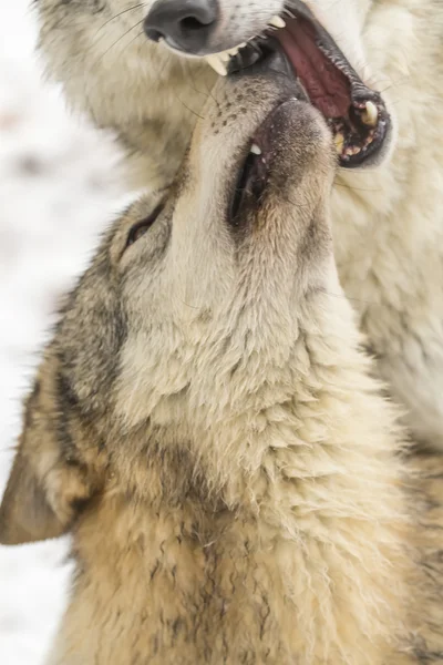 Lobos da Tundra em um ambiente nevado — Fotografia de Stock