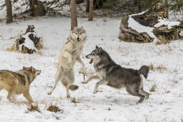 Lobos de Tundra en un ambiente nevado —  Fotos de Stock