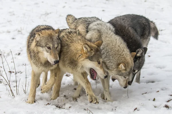 Tundra farkas, havas környezetben — Stock Fotó