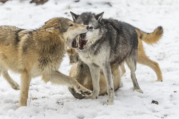 Τούνδρα λύκοι σε ένα χιονισμένο περιβάλλον — Φωτογραφία Αρχείου