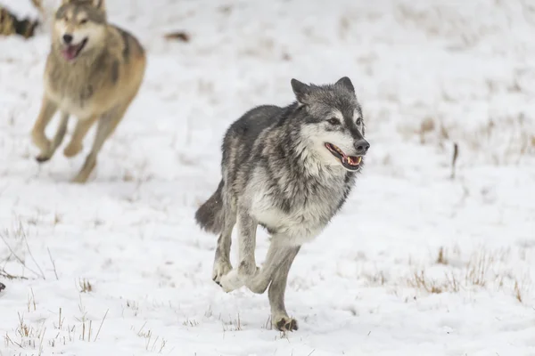 Lobos da Tundra em um ambiente nevado — Fotografia de Stock