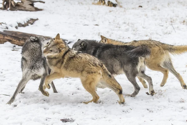 Τούνδρα λύκοι σε ένα χιονισμένο περιβάλλον — Φωτογραφία Αρχείου