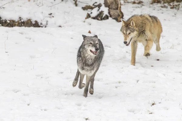 Lobos da Tundra em um ambiente nevado — Fotografia de Stock