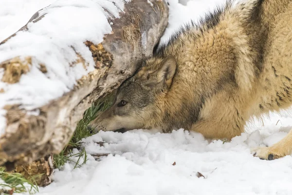 苔原狼在白雪皑皑的环境 — 图库照片