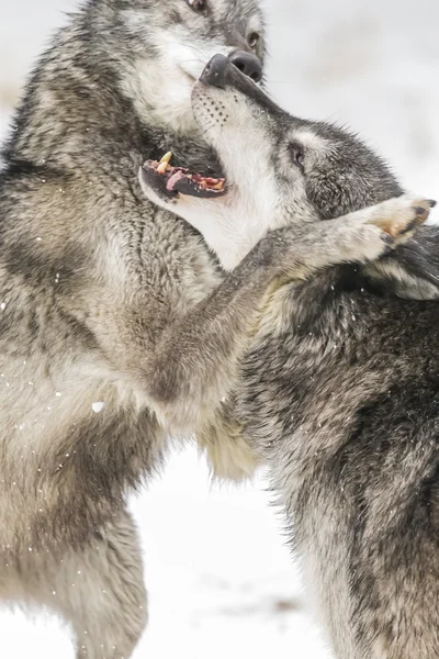 Lupi della tundra in un ambiente innevato — Foto Stock