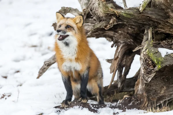 Renard roux dans son environnement naturel — Photo