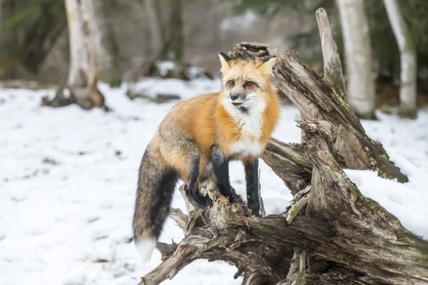 Red Fox v jeho přirozeném prostředí — Stock fotografie