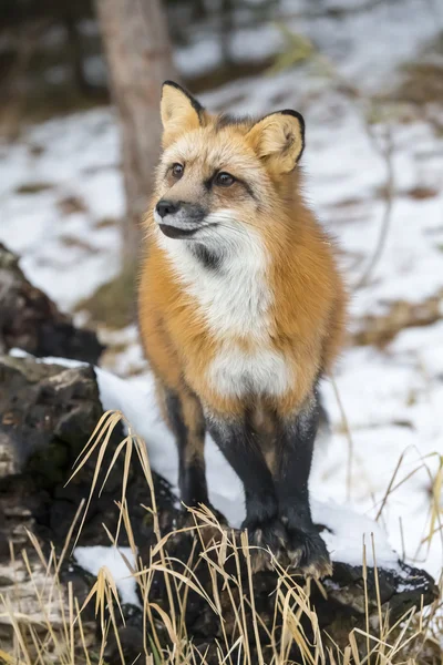 Red Fox w jej naturalnym środowisku — Zdjęcie stockowe