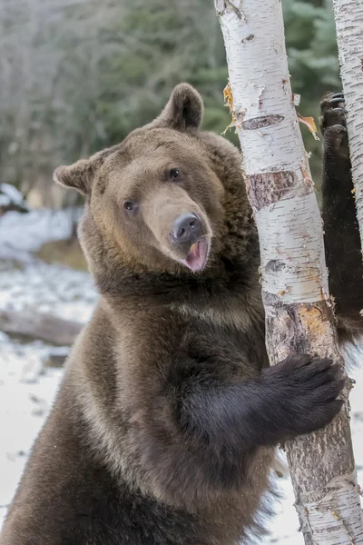 北アメリカ忍者クマ — ストック写真