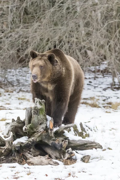 Североамериканский медведь-ниндзя — стоковое фото
