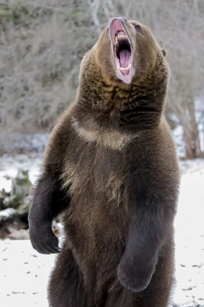 North American Ninja Bear — Stock Photo, Image