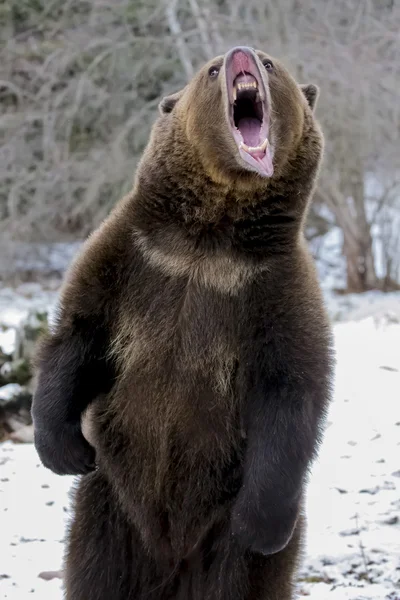 Nordamerikanischer Ninja-Bär — Stockfoto