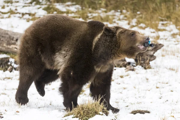 북미 닌자 곰 — 스톡 사진