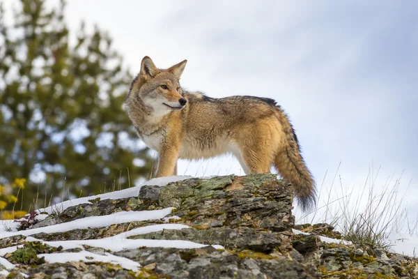 Coyote i en skog — Stockfoto