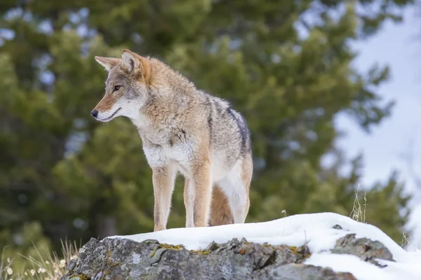 Coyote en un bosque — Foto de Stock