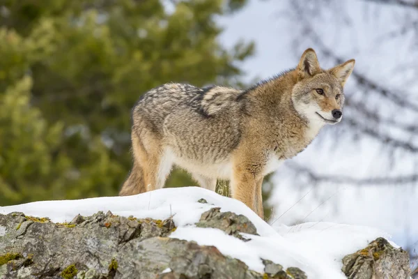 Coyote In een Forest — Stockfoto