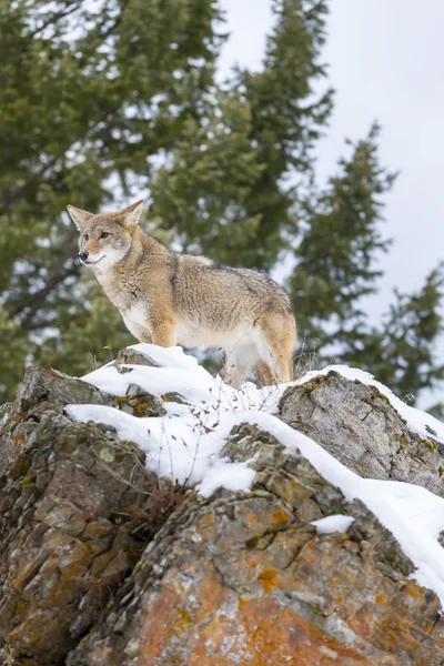 Coyote In een Forest — Stockfoto