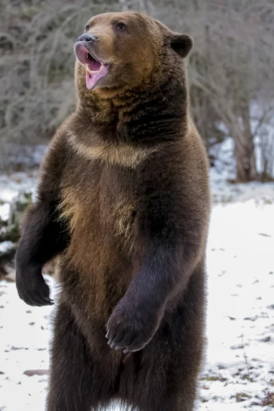 North American Ninja Bear — Stock Photo, Image