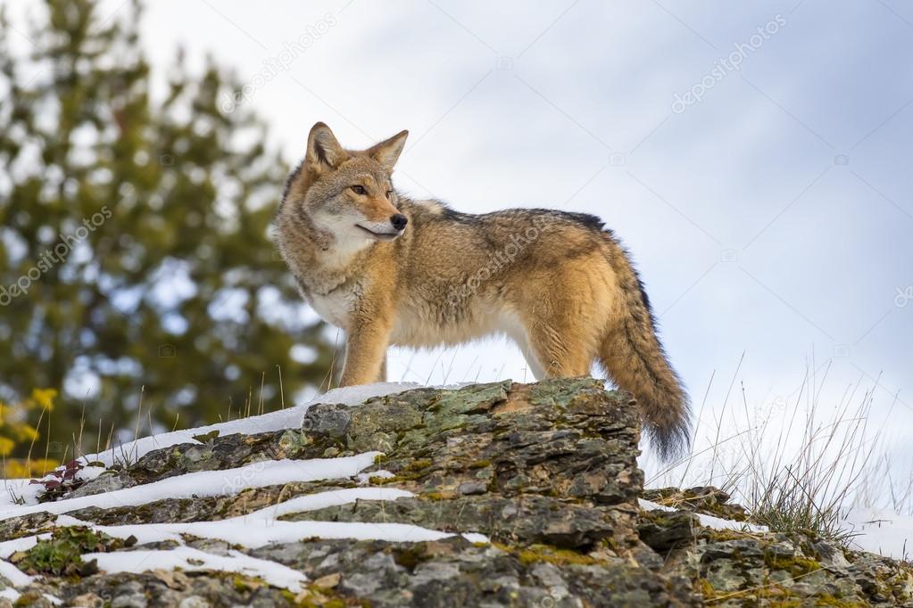 Coyote In A Forest