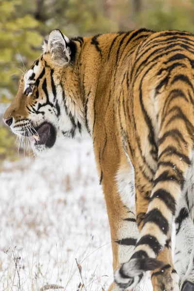 Bengal Tiger Stalking Its' Pray — Stock Photo, Image