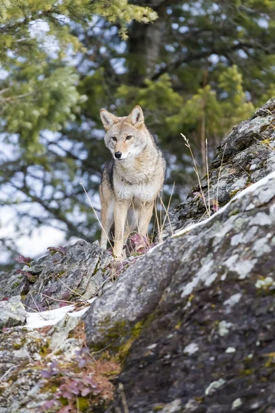 Coyote In A Natural Environment — Stock Photo, Image