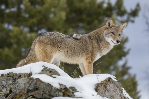 Coyote In een natuurlijke omgeving — Stockfoto