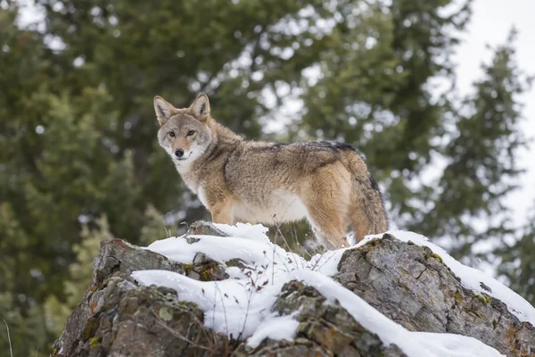 Kojote in einer natürlichen Umgebung — Stockfoto