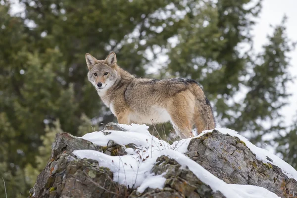 Coyote i naturlig miljö — Stockfoto