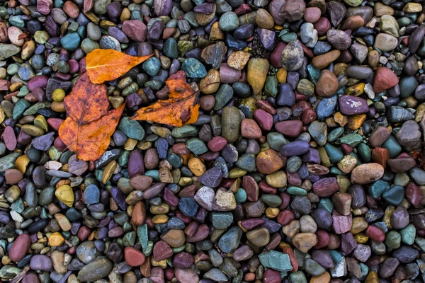 Folhas molhadas em uma margem de rio — Fotografia de Stock
