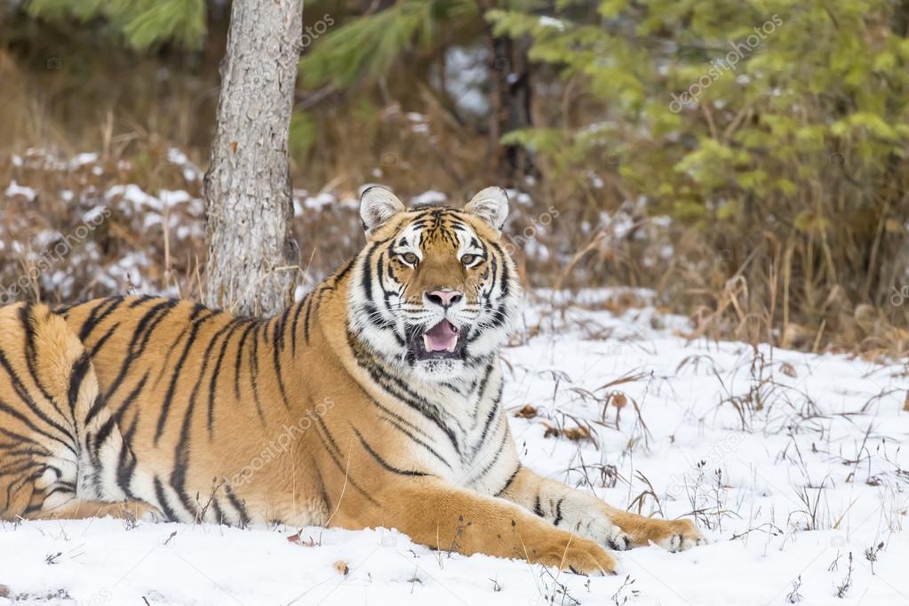 Bengal Tiger Stalking Its' Pray