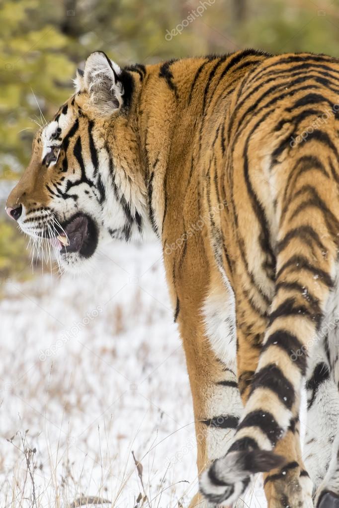Bengal Tiger Stalking Its' Pray