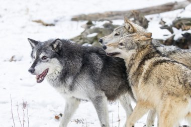 Karda oynarken tundra kurtlar
