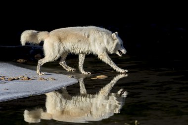 Arctic Wolves Near Water clipart